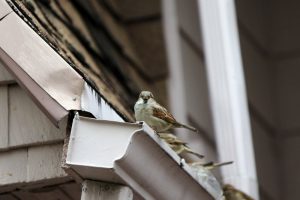 A few birds sitting on a gutter.