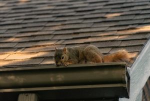 squirrel gutters