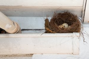 a bird's nest clogged in gutters