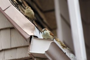 birds on house gutters