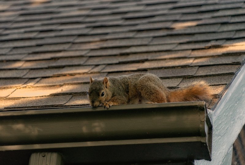 squirrel on gutter